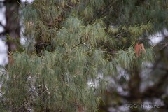 Pinus bhutanica, photograph (c) Wang.QG, some rights reserved (CC BY)