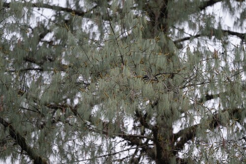 Pinus bhutanica, photograph 3