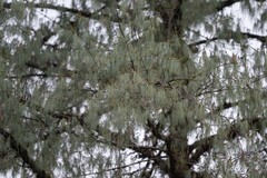 Pinus bhutanica, photograph (c) Wang.QG, some rights reserved (CC BY)