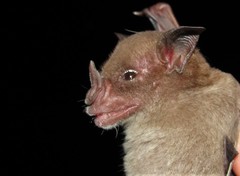 Phyllostomus discolor