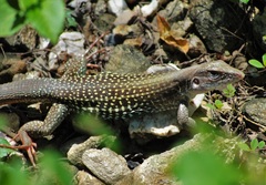 Aspidoscelis motaguae