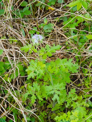 Phacelia congesta