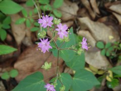 Mirabilis violacea