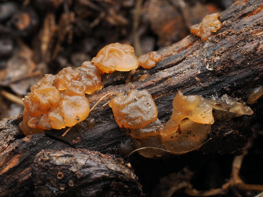 Myxarium nucleatum · April 2026 · photo: © alan_rockefeller (iNaturalist, cc-by-sa)