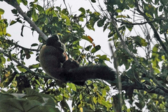 Chiropotes sagulatus