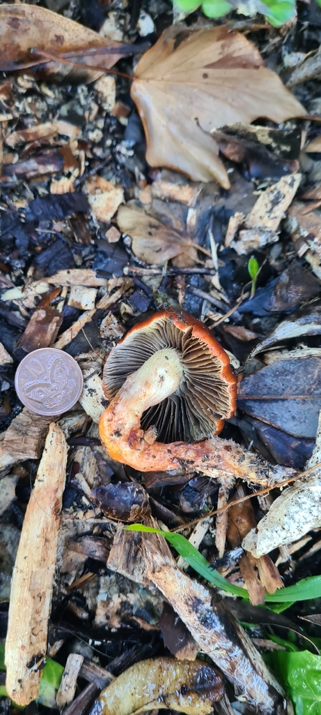 Leratiomyces ceres · April 2026 · photo: © chrystal1914 (iNaturalist, cc-by)