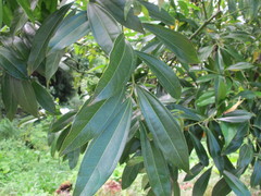 Cocculus laurifolius