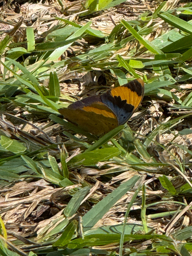 Gold-banded Forester