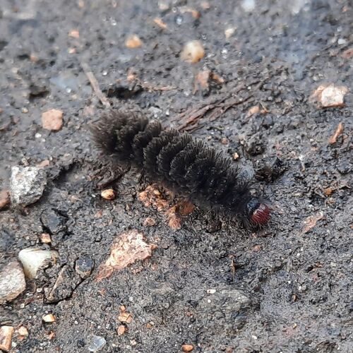 Nine-spotted Moth
