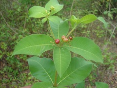 Rauvolfia