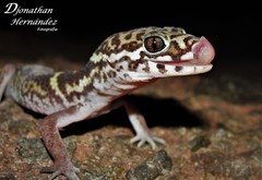 Coleonyx mitratus