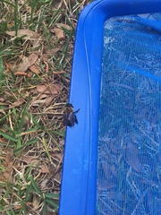 Xylocopa virginica image