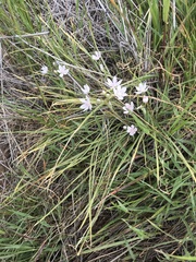 Allium hyalinum