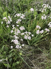 Allium hyalinum