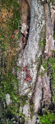 European Firebug