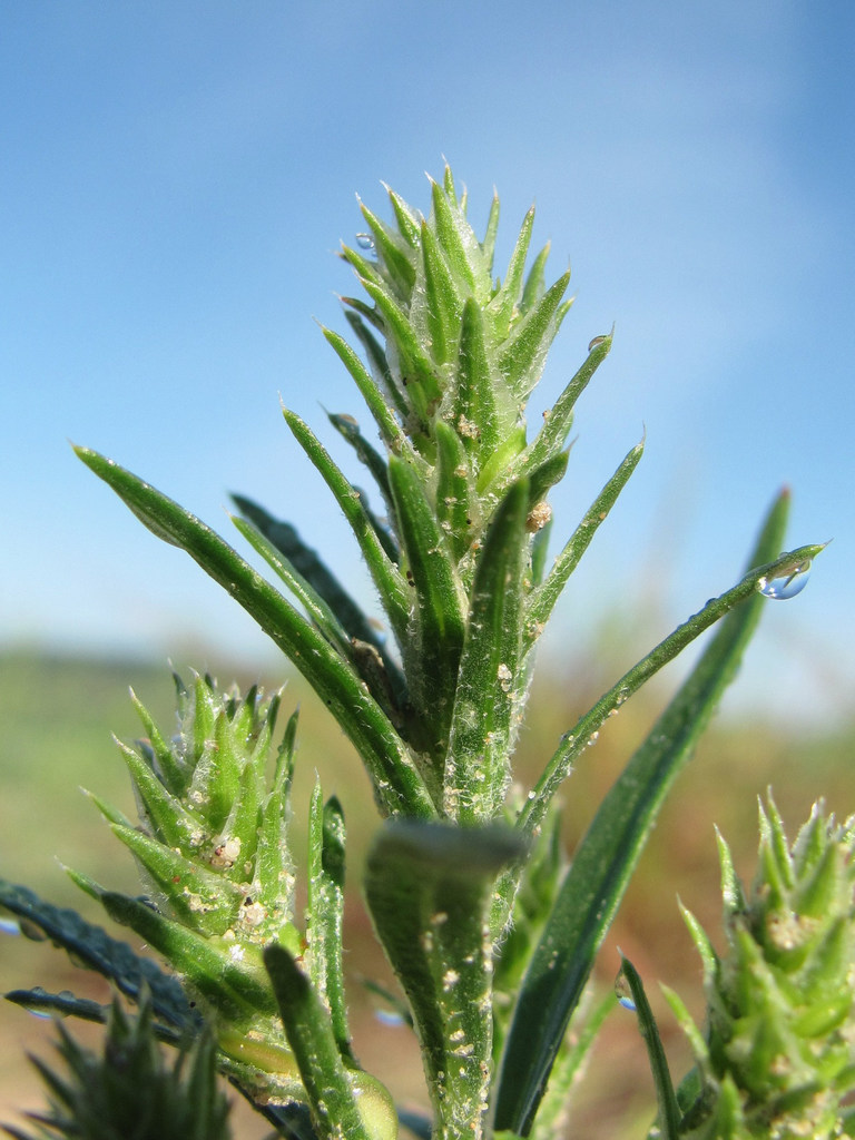 Corispermum algidum