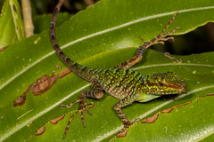 Anolis ventrimaculatus