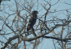 Circaetus cinerascens