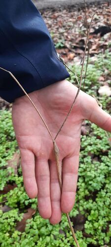 Knobbed Parsley