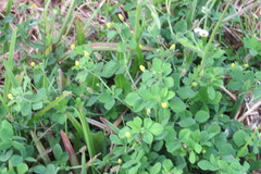 Medicago lupulina image