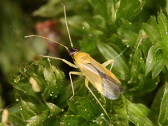 Phylus melanocephalus