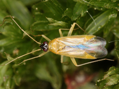 Phylus melanocephalus