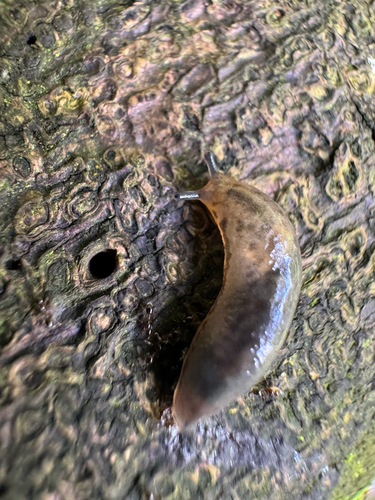 Philomycus observed 2026-04-23