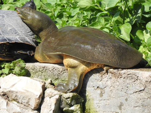 Chinese Softshell Turtle