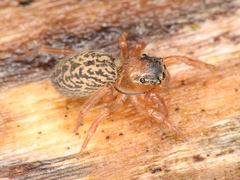 Euophrys frontalis