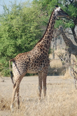 Giraffa camelopardalis thornicrofti