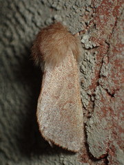 Psaphida styracis