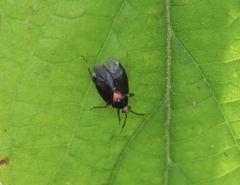 Deraeocoris sayi