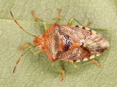 Elasmucha grisea