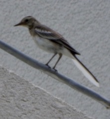 Motacilla alba