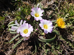 Calandrinia affinis