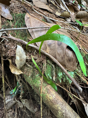 Ophioderma pendulum observed 2026-04-23