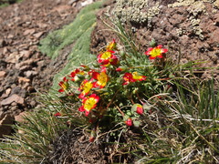 Calandrinia caespitosa
