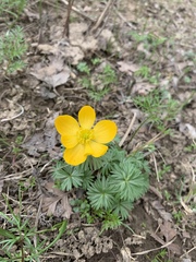 Eranthis longistipitata