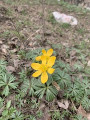 Eranthis longistipitata