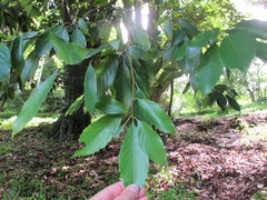 Quercus acuta