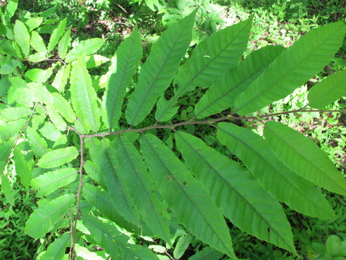 Pitomi kesten (Castanea)