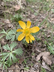 Eranthis longistipitata