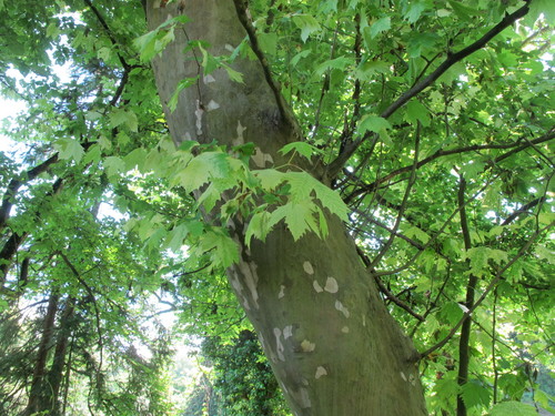 platan javorolistý (Platanus × hispanica)