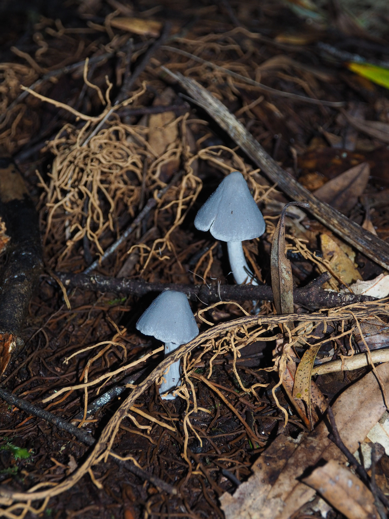 Entoloma hochstetteri · April 2026 · photo: © marsupialsoup (iNaturalist, cc-by)