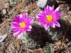 Rapicactus beguinii