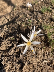 Colchicum kesselringii