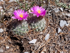 Rapicactus beguinii