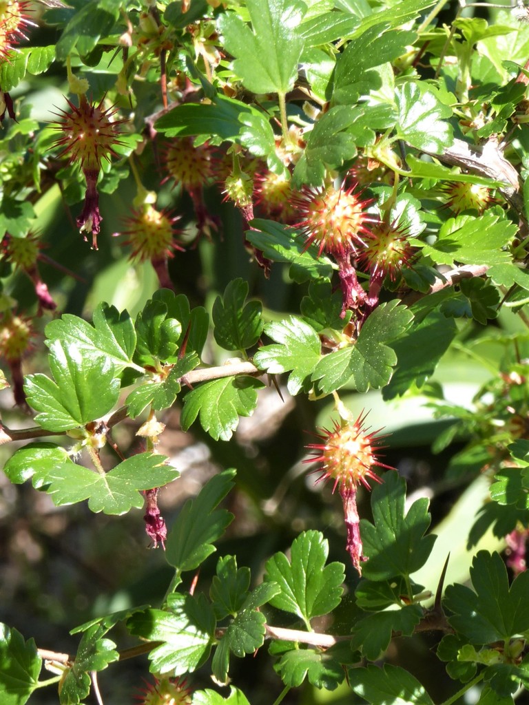 Sierra Gooseberry (Ribes roezlii) - Botanical Realm