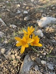 Crocus korolkowii