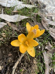 Crocus korolkowii